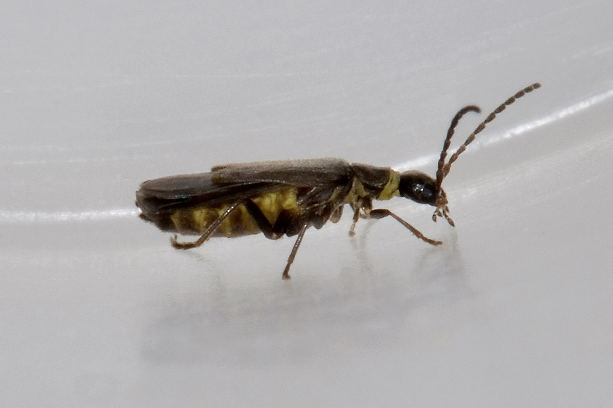 Malthodes umbrosus, maschio, Cantharidae